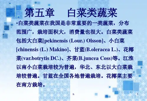 《白菜类蔬菜栽培》PPT课件