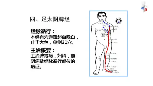 经络与腧穴 经络腧穴各论 脾经