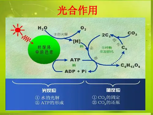高中生物《第五章 第四节 能量之源 光与光合作用》课件3 新人教版必修1