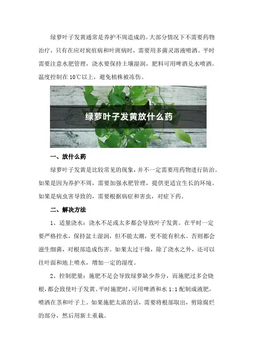 绿萝叶子发黄放什么药