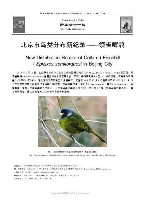 北京市鸟类分布新纪录——领雀嘴鹎