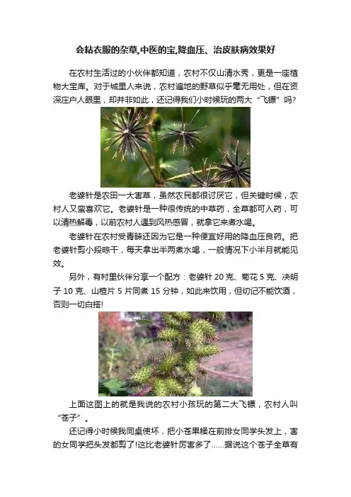 会粘衣服的杂草,中医的宝,降血压、治皮肤病效果好