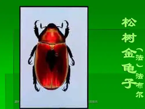 【苏教版】七年级下册《松树金龟子》教学课件
