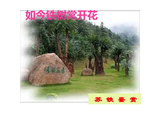 26.苏铁ppt