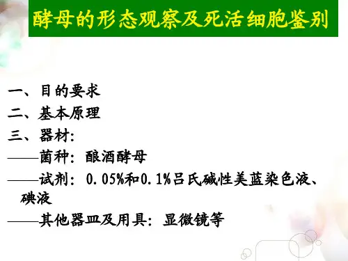 酵母的形态观察及死活细胞鉴别