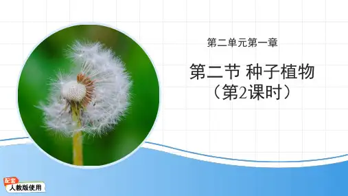 2.1.2 种子植物(第2课时)课件-2024--2025学年人教版生物七年级上册