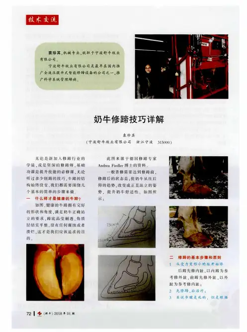奶牛修蹄技巧详解