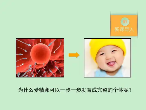 人教版高中生物必修一6.2细胞的分化课件共25张
