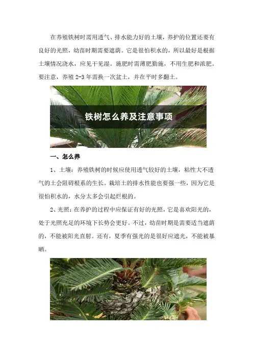 铁树怎么养及注意事项