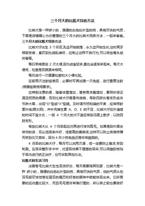 三个月大的比熊犬饲养方法