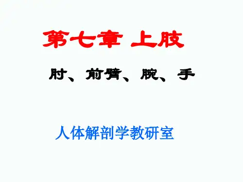 12  上肢 2