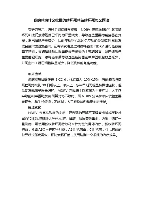 我的鸭为什么批批的脾坏死鸭苗脾坏死怎么医治
