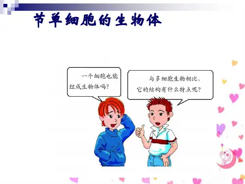 单细胞的生物体PPT课件 苏科版