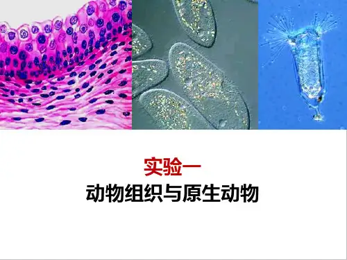 动物学实验报告实验一动物组织与原生动物