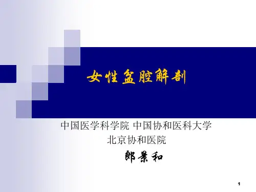 女性盆腔解剖.ppt