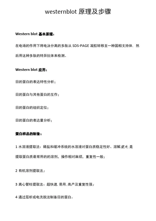 westernblot原理及步骤
