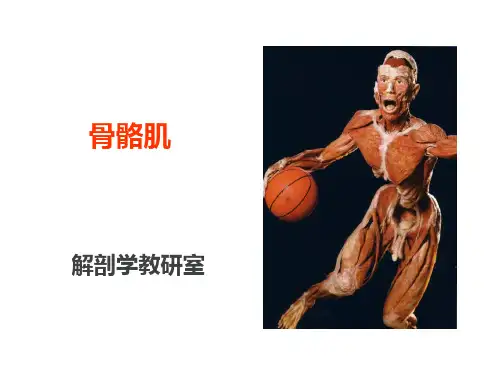 骨骼肌  ppt课件