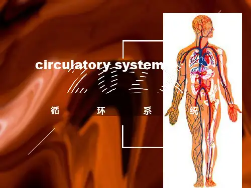 组织学与胚胎学组胚循环系统