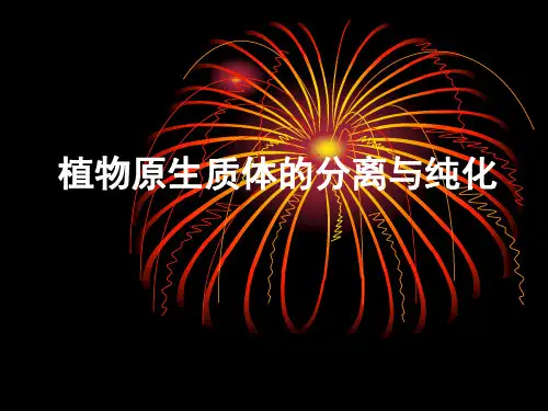 原生质体的分离与纯化