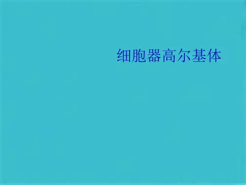 细胞器高尔基体(共39张PPT)