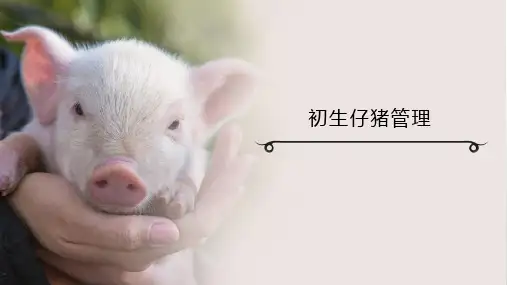 初生仔猪管理课件(共18张PPT)《猪生产》