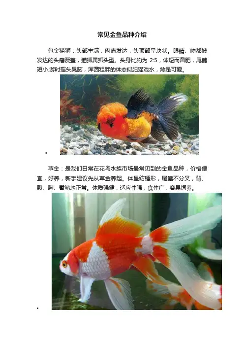 常见金鱼品种介绍