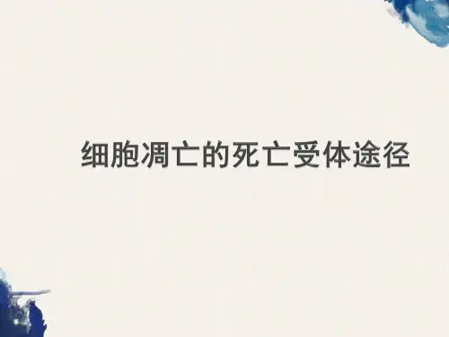 细胞凋亡的死亡受体途径PPT.ppt