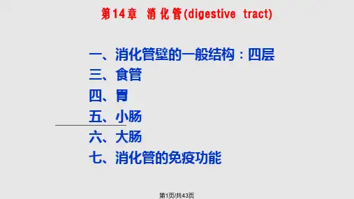 消化管组织学PPT课件