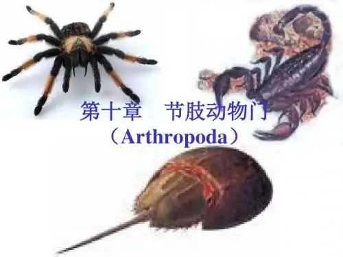 动物生物学节肢动物门