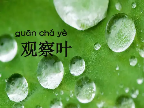 一年级上册科学课件观察叶教科版1