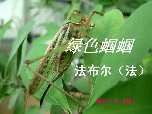 公开课(定稿)_绿色蝈蝈 柯岩 初一上册