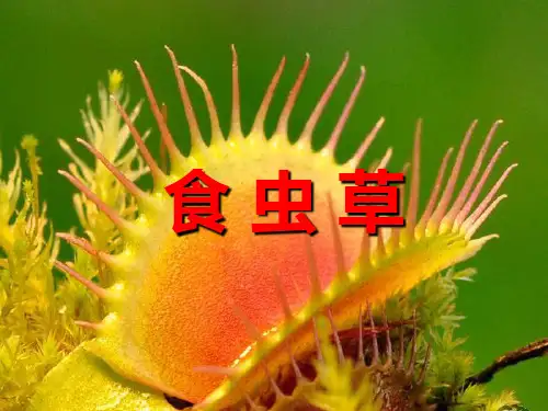 二年级美术下册吃虫草ppt课件