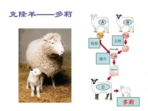 细胞核--系统的控制中心
