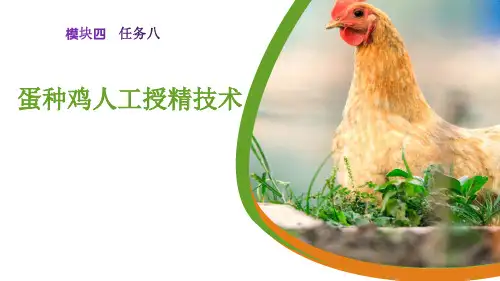 蛋种鸡人工授精技术课件(共13张PPT)《猪鸡生产》
