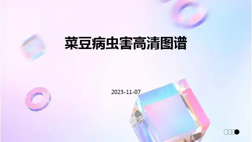 菜豆病虫害高清图谱