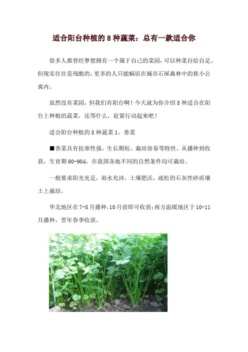 适合阳台种植的8种蔬菜：总有一款适合你