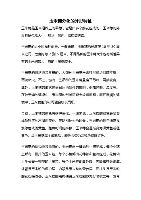 玉米穗分化的外形特征