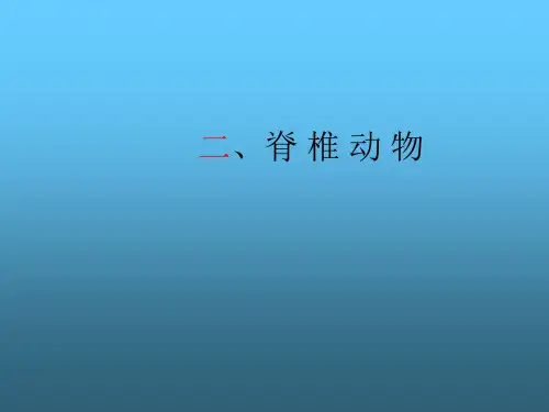 脊椎动物PPT课件