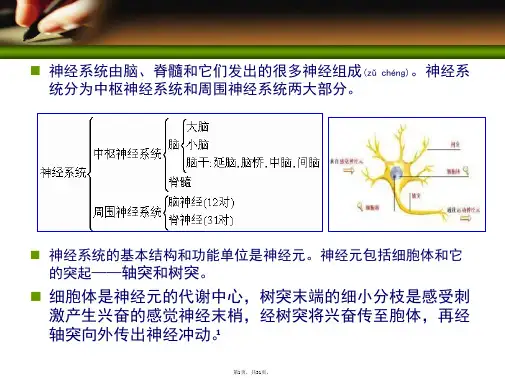 3-1周围神经系统药物(共31张)