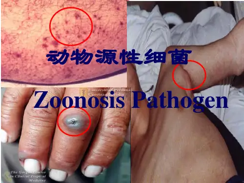 动物源性细菌