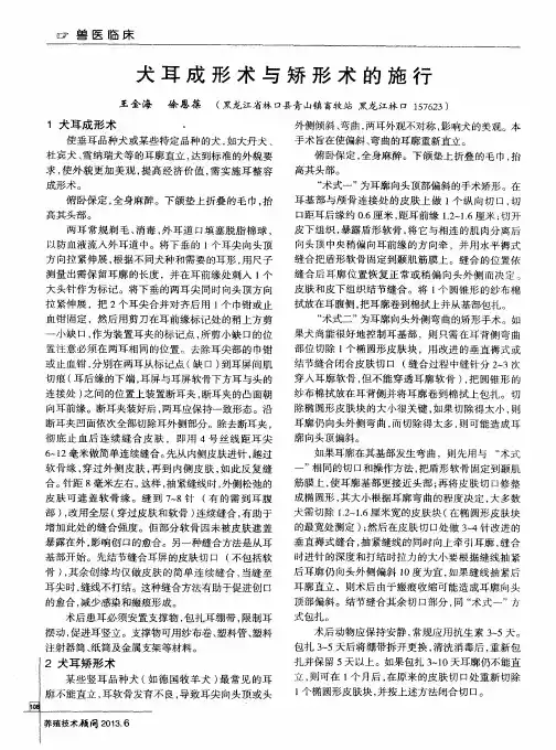 犬耳成形术与矫形术的施行