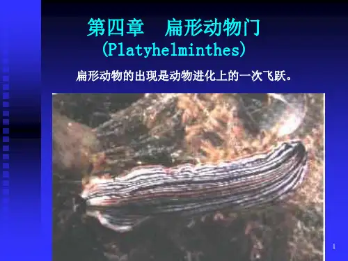 第六章 扁形动物门