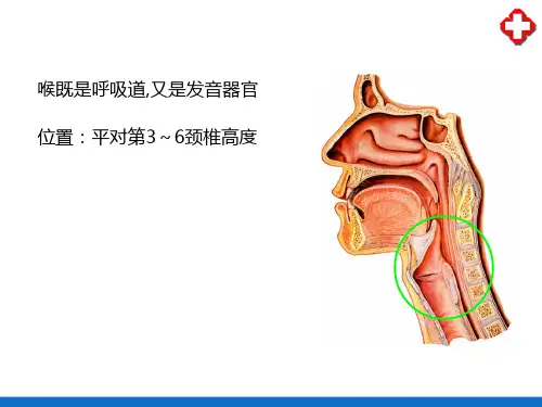 呼吸系统—喉(人体解剖学)