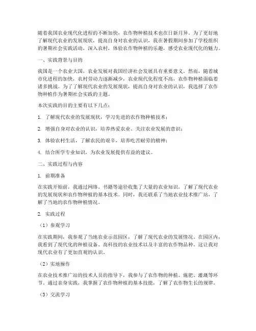 暑期社会实践农作物