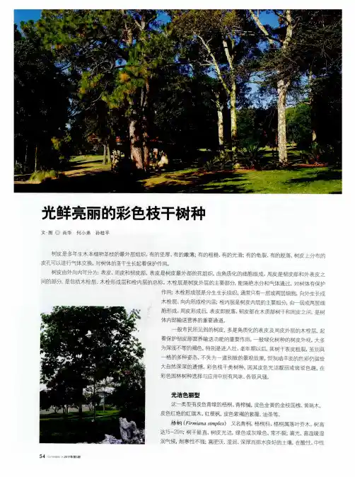 光鲜亮丽的彩色枝干树种