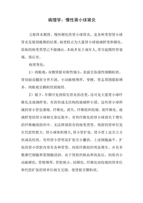 病理学：慢性肾小球肾炎