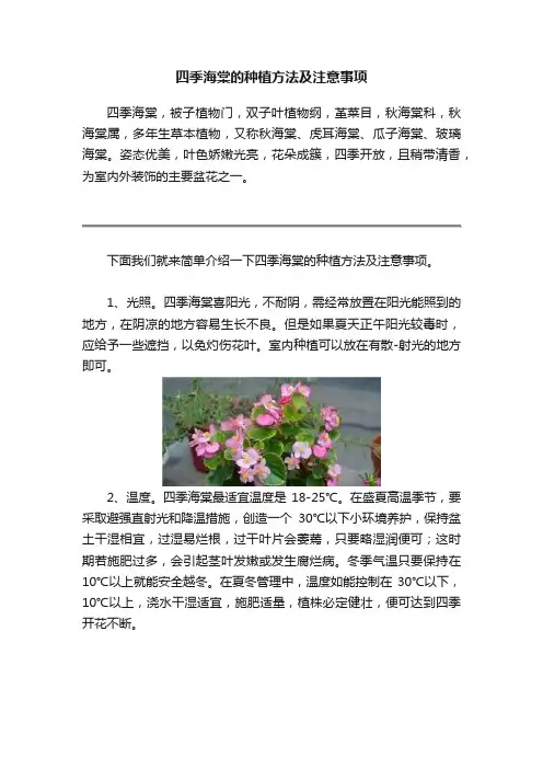 四季海棠的种植方法及注意事项