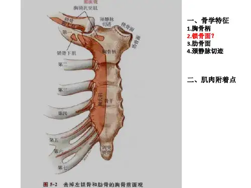 肩关节-运动学ppt课件