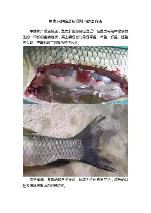 鱼类肝胆综合症识别与防治方法