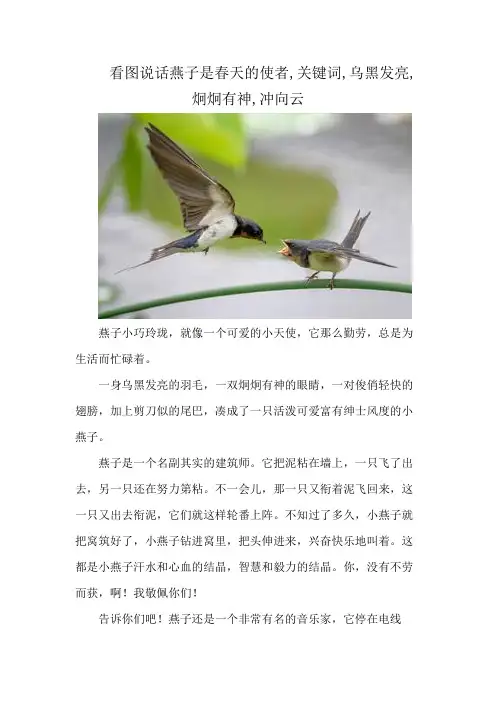 看图说话燕子是春天的使者,关键词,乌黑发亮,炯炯有神,冲向云